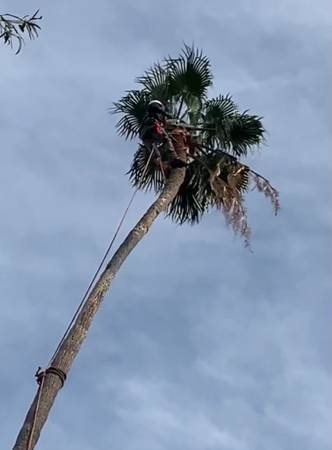 Tree Trimming! Clean Up!!! Yards, Hills, Lawn Care, General Hauling Services (La Crescenta, Pasadena, Altadena, Alhambra, All Areas!) Tree Trimming! Clean Up!!! Yards, Hills, Lawn Care, General Hauling Services (La Crescenta, Pasadena, Altadena, Alhambra, All Areas!)