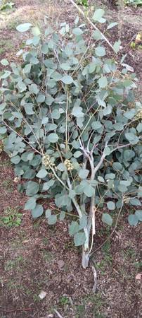 Ecological Farming and Gardening Services (Highland Park) Ecological Farming and Gardening Services (Highland Park)