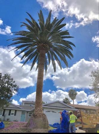 MIKE GALLO GARDENING AND TREE SERVICE (All San Fernando Valley) MIKE GALLO GARDENING AND TREE SERVICE (All San Fernando Valley)