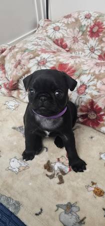 Pug Puppies Available!!! (Lancaster, CA) Pug Puppies Available!!! (Lancaster, CA)