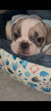 French Bulldog Puppies French Bulldog Puppies