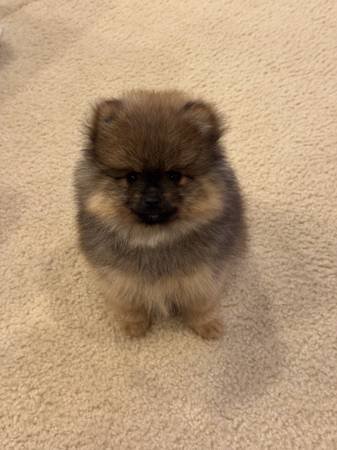 Teacup Pomeranian Puppy (Los Angeles) Teacup Pomeranian Puppy (Los Angeles)