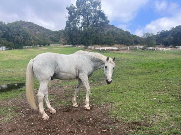 Horse Care Services (Brentwood) Horse Care Services (Brentwood)