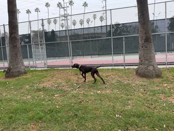 German Shorthaired Puppy 9 Months (Rehome) German Shorthaired Puppy 9 Months (Rehome)