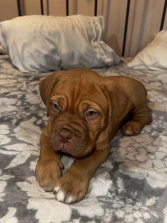 Sweet Female French Mastiff Puppy Looking for Her Forever Home (Los Angeles) Sweet Female French Mastiff Puppy Looking for Her Forever Home (Los Angeles)