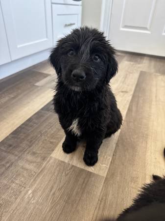 Golden Retriever Puppy Golden Retriever Puppy