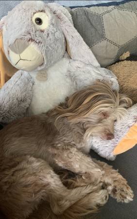 Private Pet Boarding Private Pet Boarding