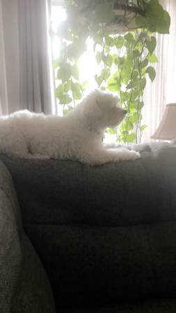 Pet Sitter (Plus Long Term Boarding) (South Pasadena) Pet Sitter (Plus Long Term Boarding) (South Pasadena)