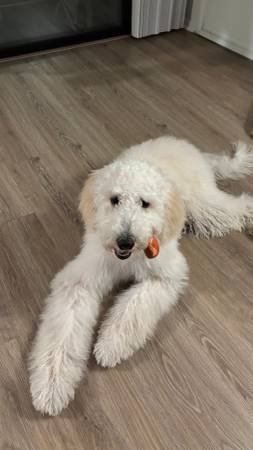 Golden Doodle 8 Months Old Puppy M Size - Loving, Trained and Vaccinated (Culver City) Golden Doodle 8 Months Old Puppy M Size - Loving, Trained and Vaccinated (Culver City)