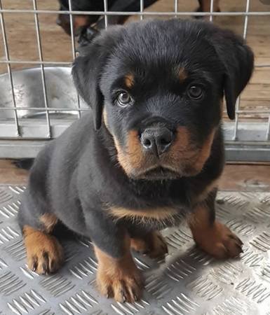 Rottweiler Puppy (Torrance) Rottweiler Puppy (Torrance)