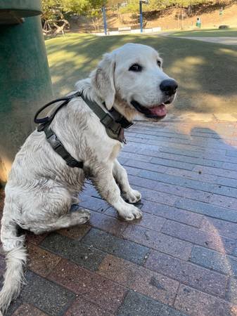 Dog Trainer Available for Services (Los Angeles) Dog Trainer Available for Services (Los Angeles)