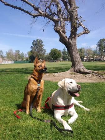 The Doggie Bed and Breakfast - In Home Dog Boarding/Dog Sitter (SFV and Santa Clarita Surrounding) The Doggie Bed and Breakfast - In Home Dog Boarding/Dog Sitter (SFV and Santa Clarita Surrounding)