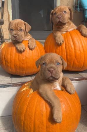 Pure Breed French Mastiff Puppies (Los Angeles) Pure Breed French Mastiff Puppies (Los Angeles)