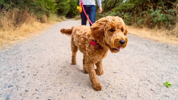 Pack Run LA - Professional Dog Walking (Glendale, Pasadena, San Gabriel Valley) Pack Run LA - Professional Dog Walking (Glendale, Pasadena, San Gabriel Valley)