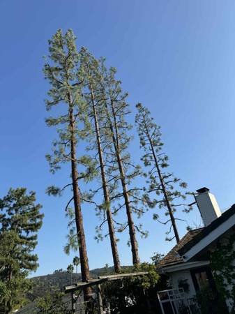 Affordable Tree Service Affordable Tree Service