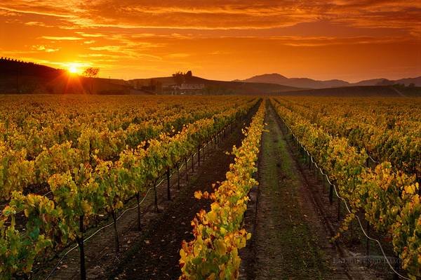 $35/hr. Designated Driver - Santa Barbara Wine Country - (Santa Barbara) $35/hr. Designated Driver - Santa Barbara Wine Country - (Santa Barbara)