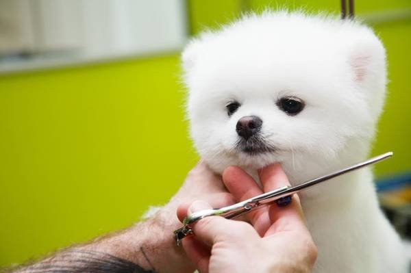 Experienced Dog Groomers