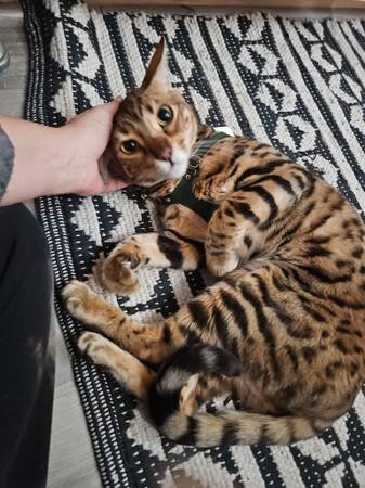 Now Hiring: Pet Sitters and Dog Walkers (Various Los Angeles Areas)s