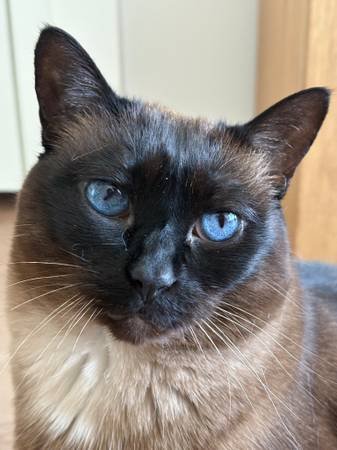 Now Hiring: Pet Sitters and Dog Walkers (Los Angeles Area)s