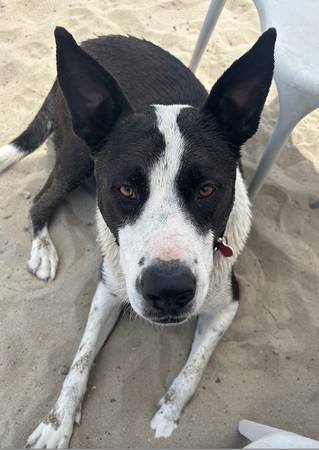 Short-Term Foster Needed for Border Collie/Lab Mix (Sherman Oaks)s