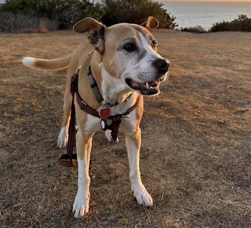 Paid Stipend Opportunity to Foster and Save a Dog&#039;s Life (Long Beach)s